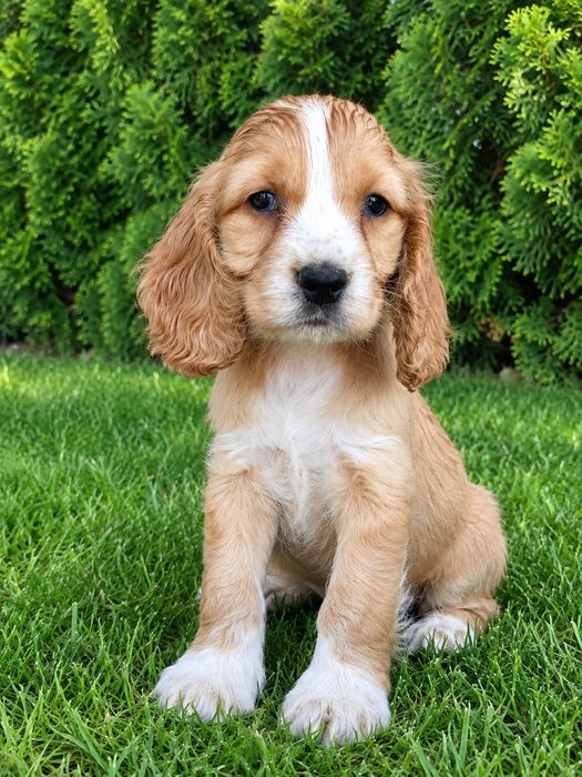 Cocker spaniel angielski Piesek