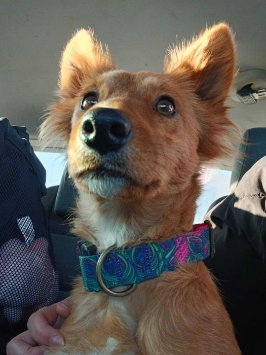 Lalka- przecudna, mała psia piękność do adopcji.