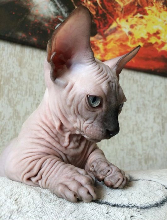 Шикарные котята сфинкс