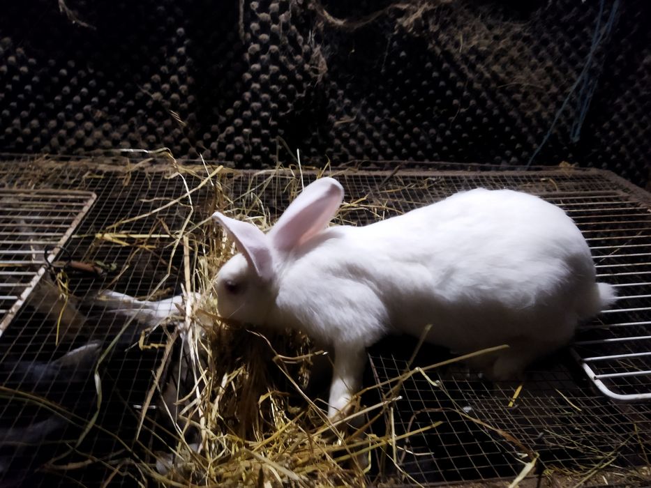 Vendo Coelhos com mais de 3 meses