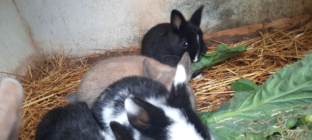 Coelho Anao Holandês