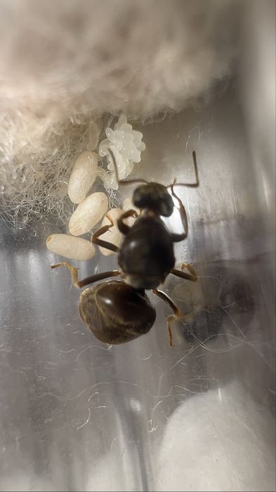 Lasius niger Q + potomstwo  DOSTAWA GRATIS