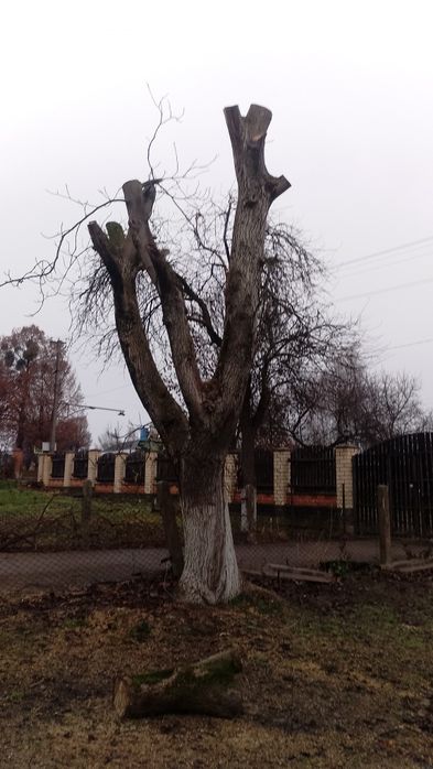 Продам дерева горіха.