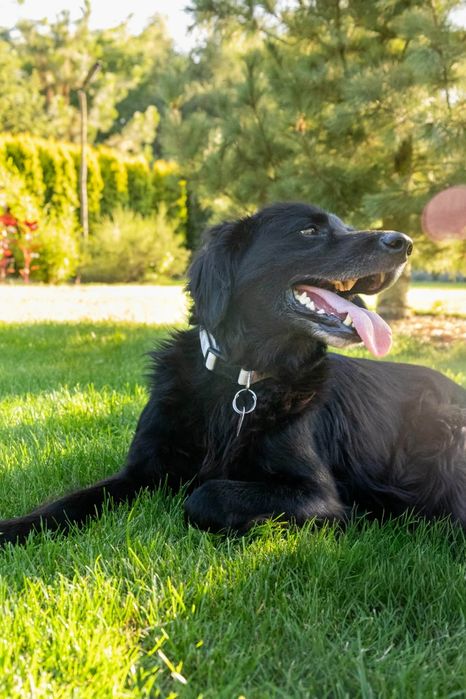 Flat Coated Retriever.