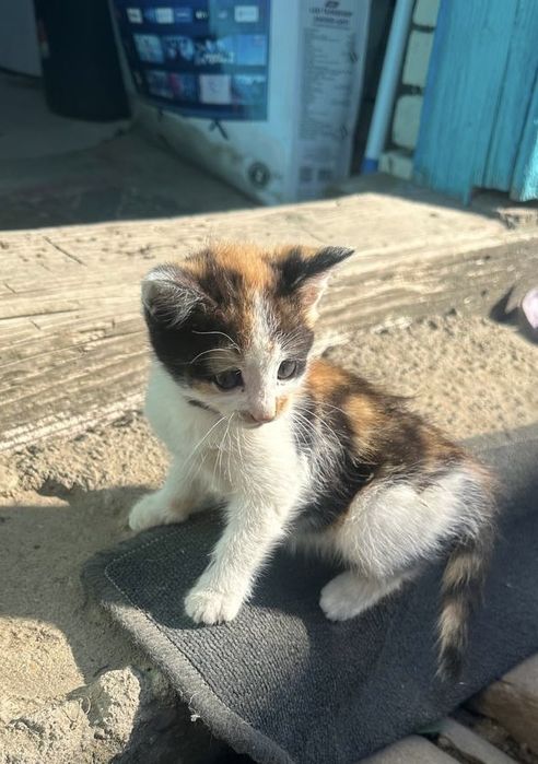 Віддамо у добрі руки кота і кіточку
