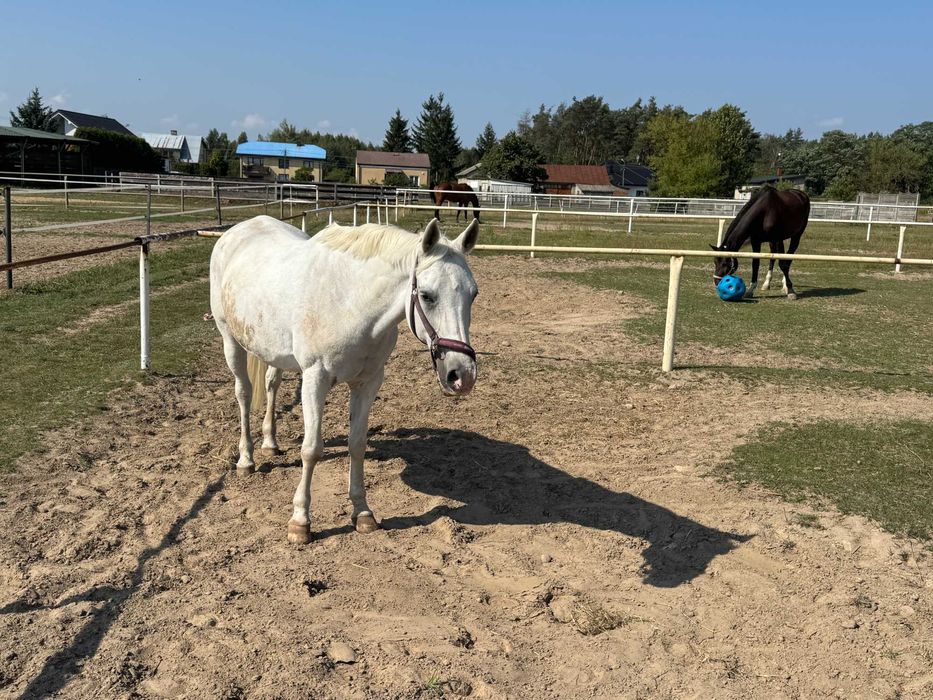 kobyłka, 15 lat, do sprzedaży