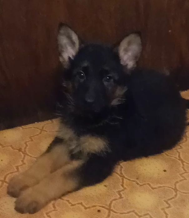 Питомник н/о щенки для охраны!