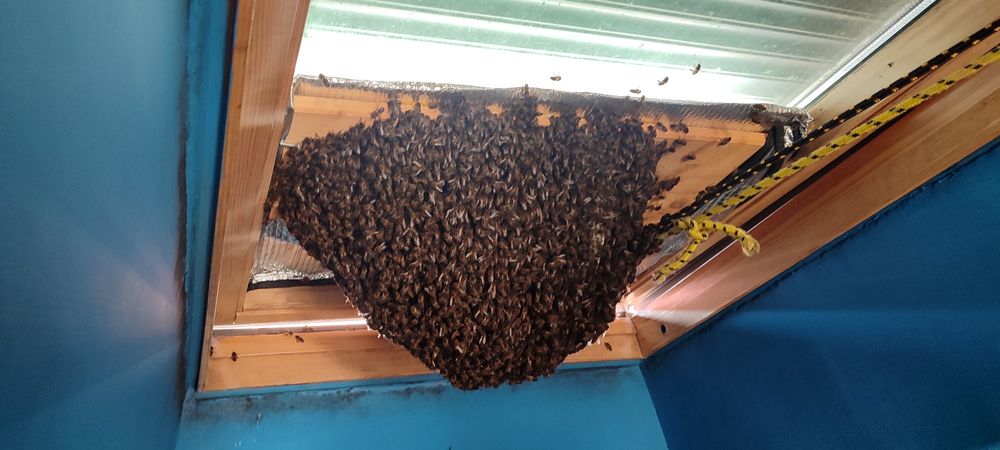 Recolho Enxames de Abelhas gratuitamente