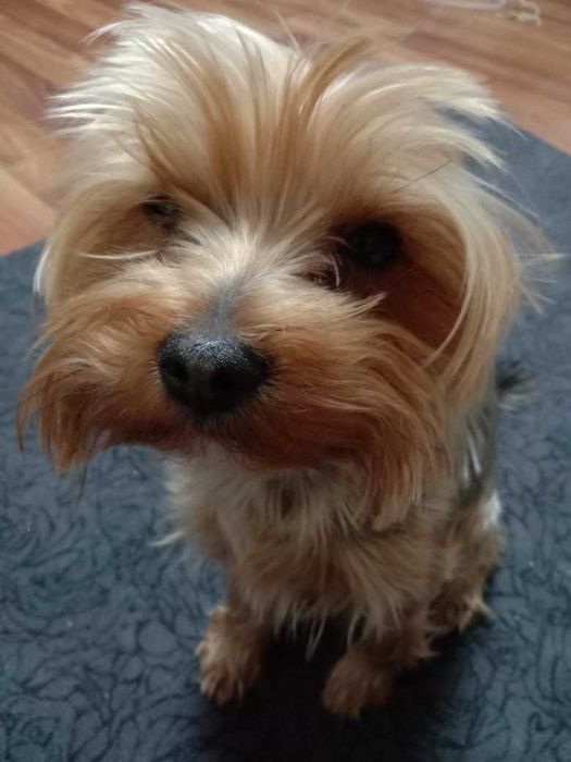 Кобель для вязки