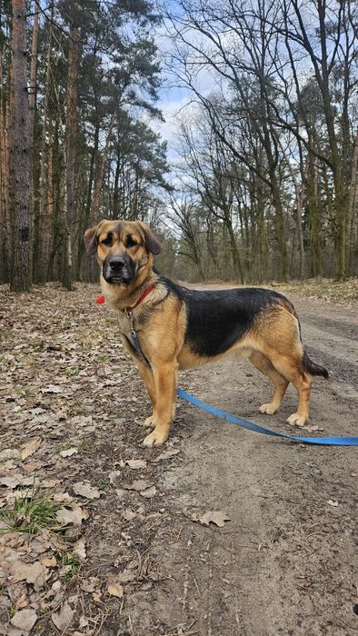 Enzo, 2 lata, w typie ogar polski