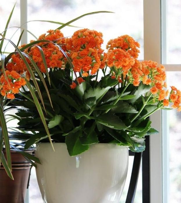 Цветок каланхоэ Блоссфельда