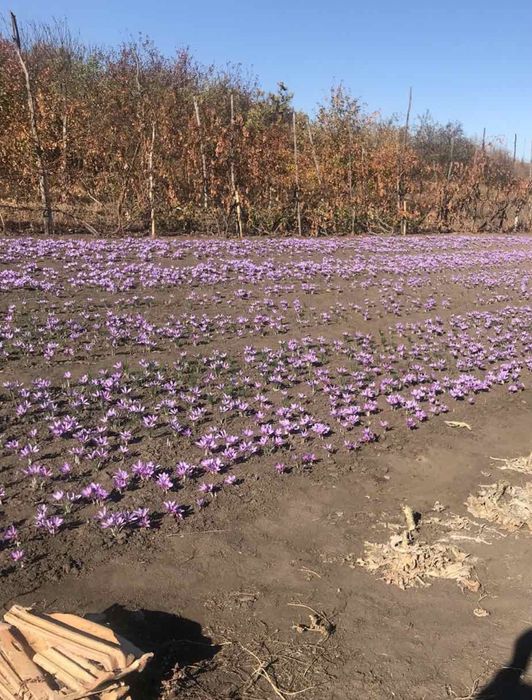 Продам спецію Шафран (крокус Sativus)