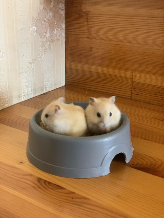 Хомяки, джунгарики