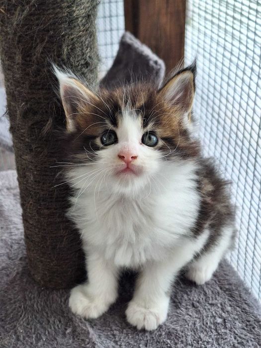 Bart Royal Cat Maine Coon