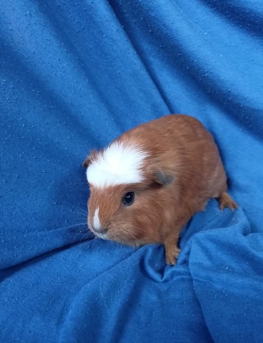 Питомник морские свинки