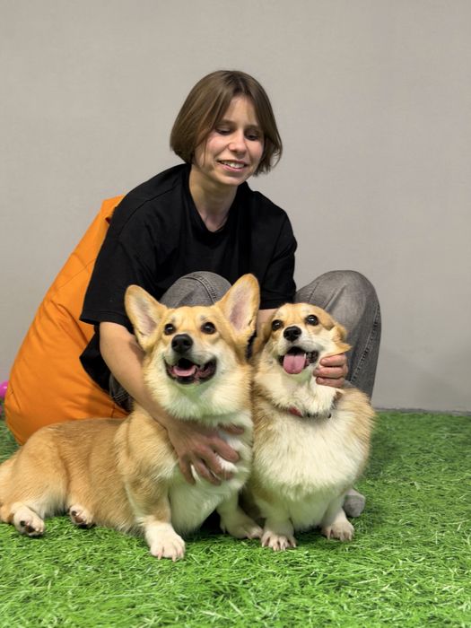 Перетримка | Готель та садок для собак HilDog | Київ