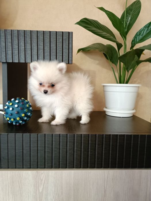 Плюшева біла трійця шукають родину!