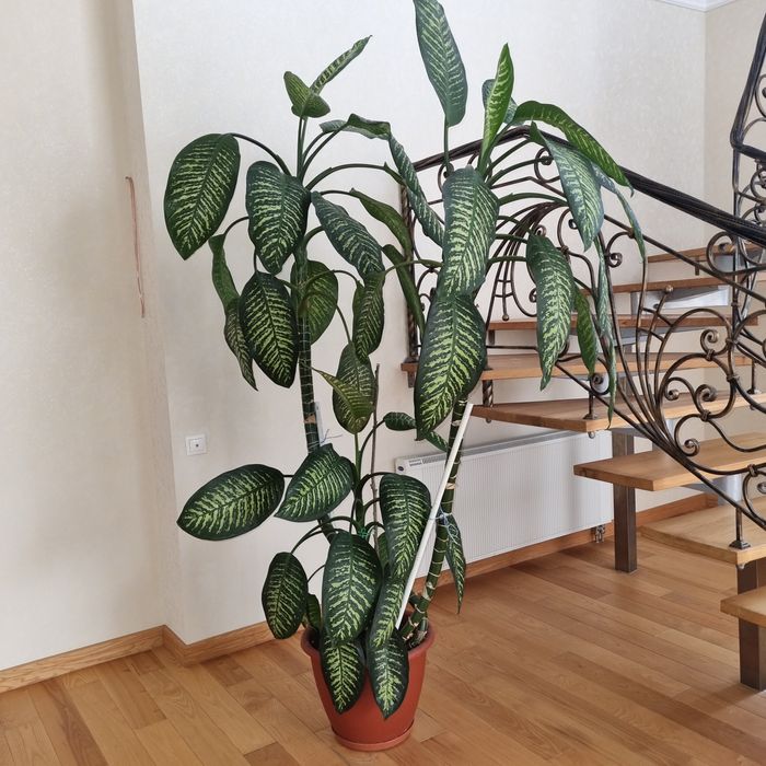 Діффенбахия Tropic Snow 105 см и 90 см