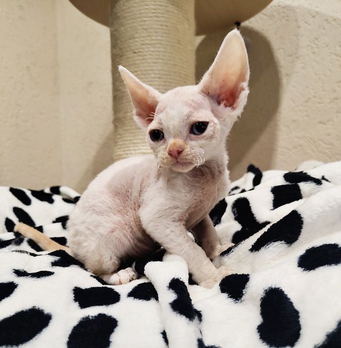 Devon rex kocurek