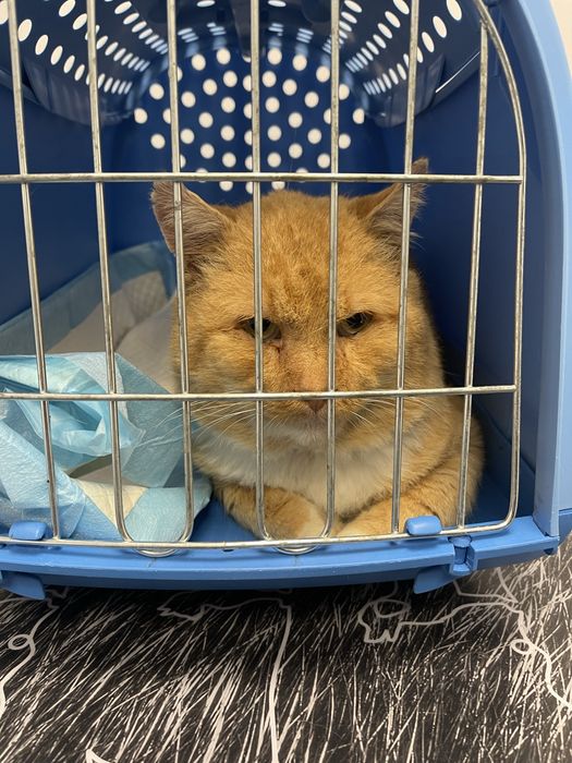 Rudy kocurek do adopcji