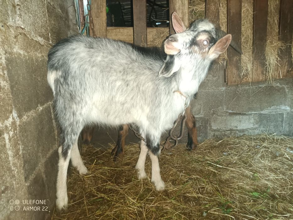 Vendo cabrito de um ano