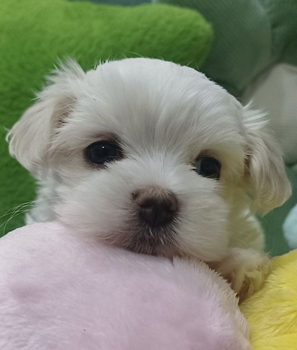 Szczenię rasy maltańczyk