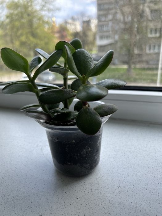 Грошове дерево , красула