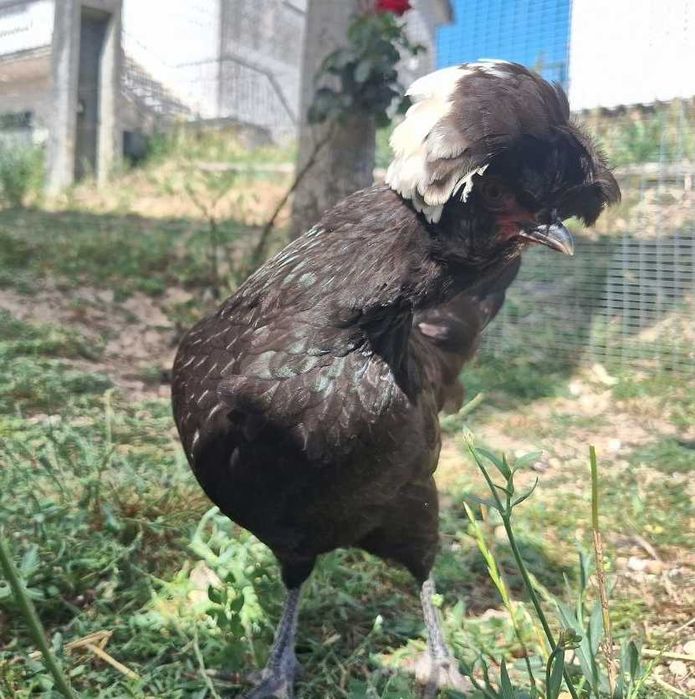 Ovos Galados de Galinha Paduana (polonesa de topete)