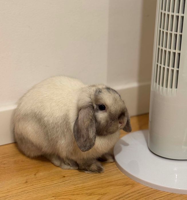 króliczek mini lop