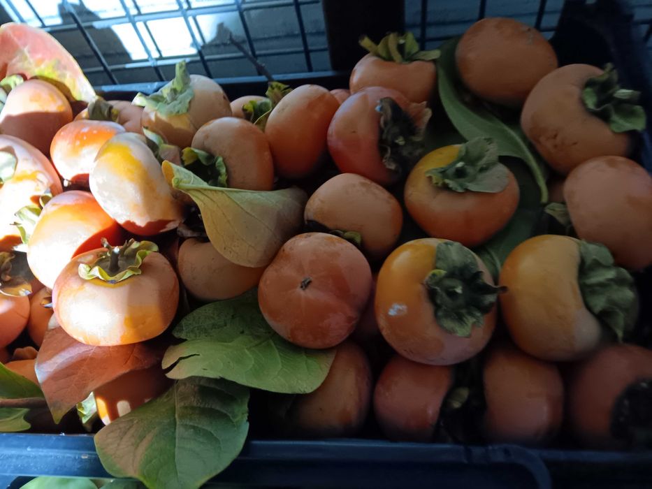 Frutas do Poceirão (faço entregas também)