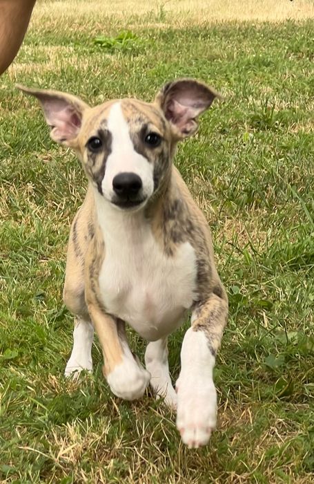 Chart Angielski-Whippet sunia Djuna*FCI