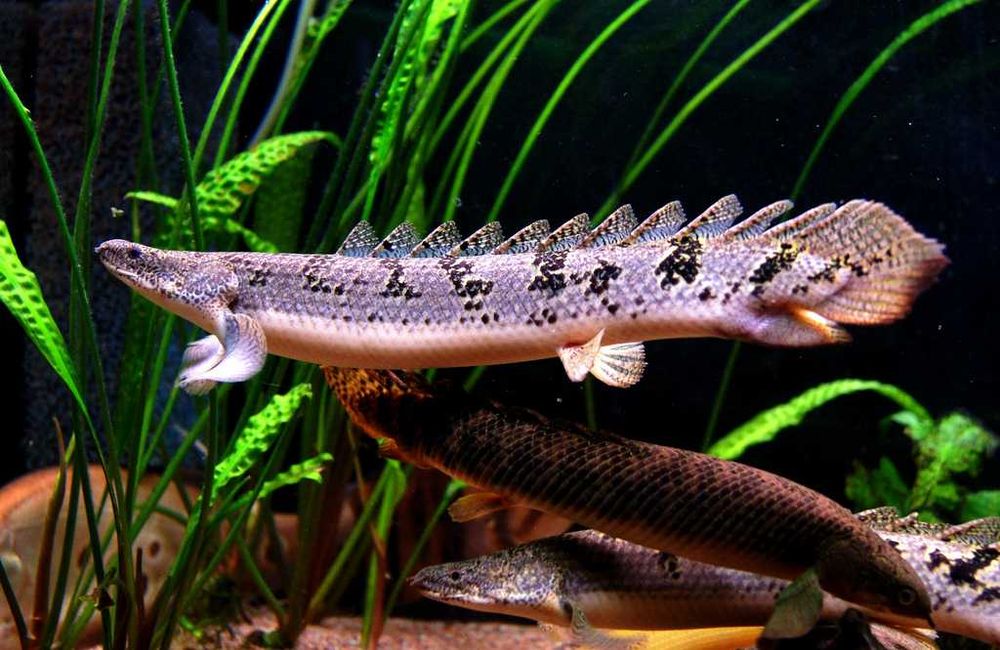 Экзотические рыбки