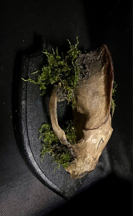 Композиція з черепом борсука