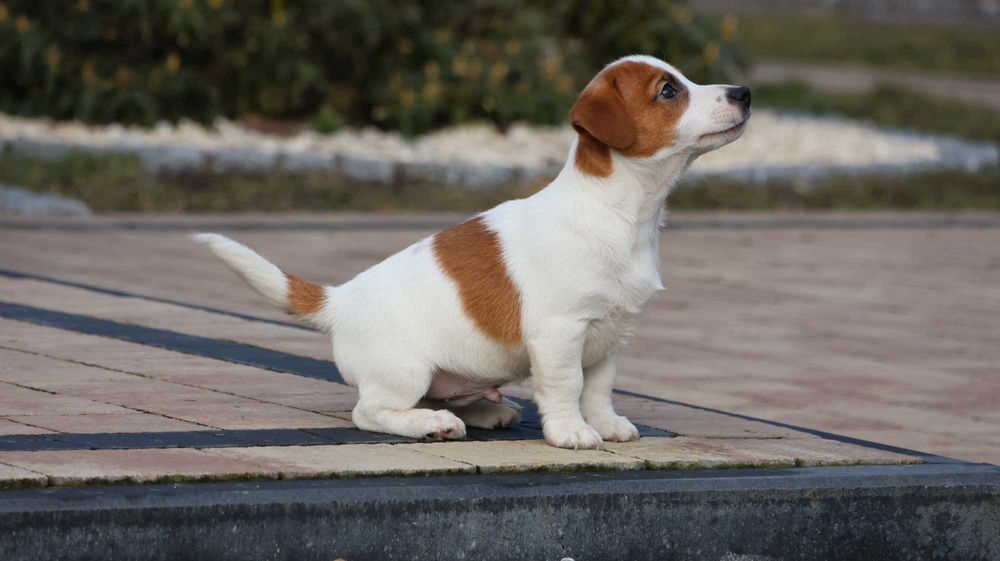 Jack Russell Terrier ZKwP FCI-piesek wzorcowy z wzorcowej hodowli