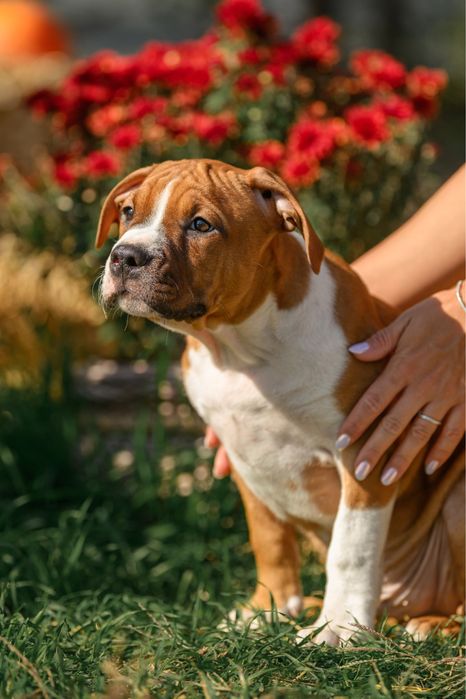 Щенки Amstaff. Документы КСУ, тестированные родители