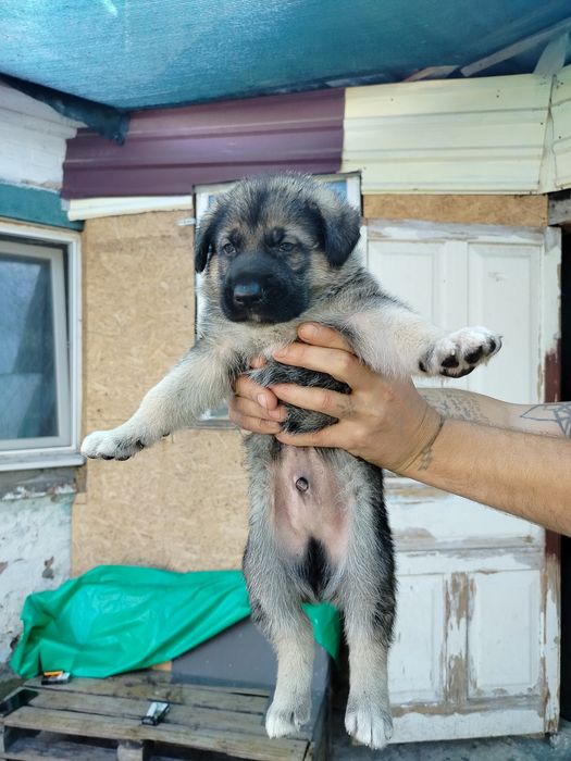 Продам щенков от овчарки.
