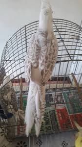 Vendo caturras prontas a criar aves maduras