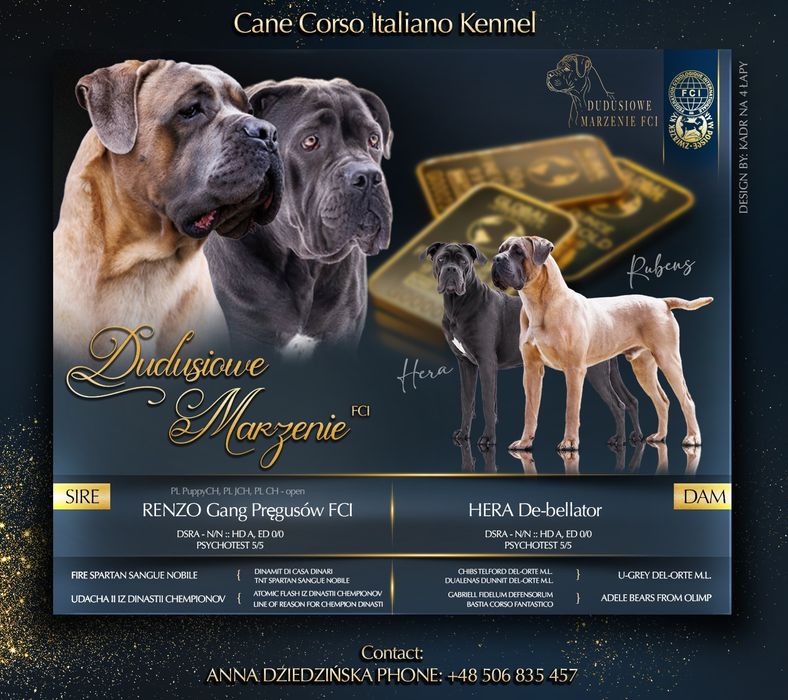 Cane Corso  suczka