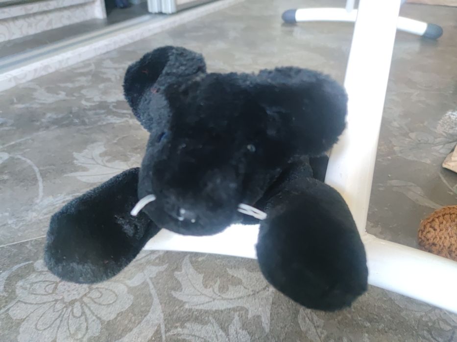 Czarna pantera leżąca