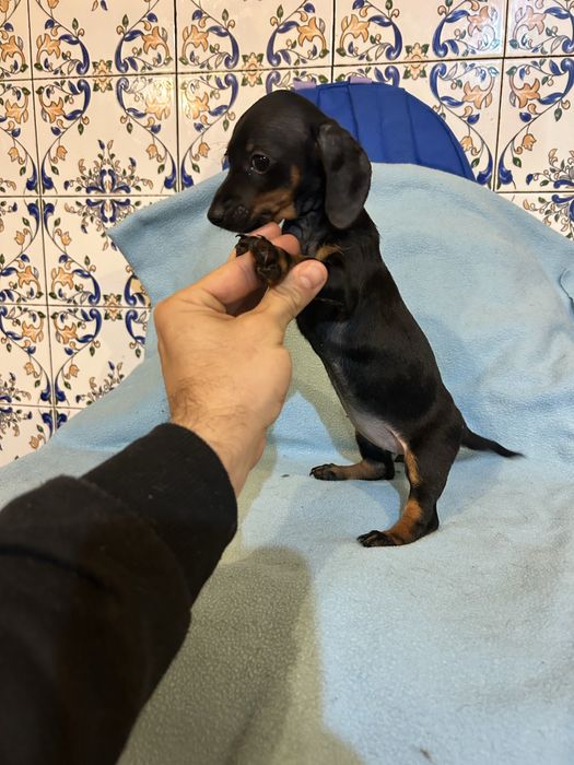 Menina teckel kannichen