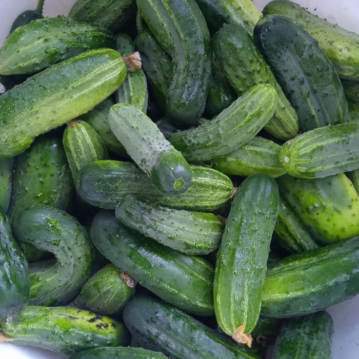 Огірки для консервування