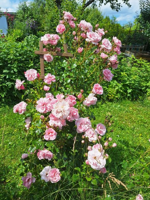 Działka rekreacyjna "ROD" Rajsy Krosno