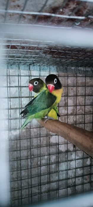 Agapórnis personatas
