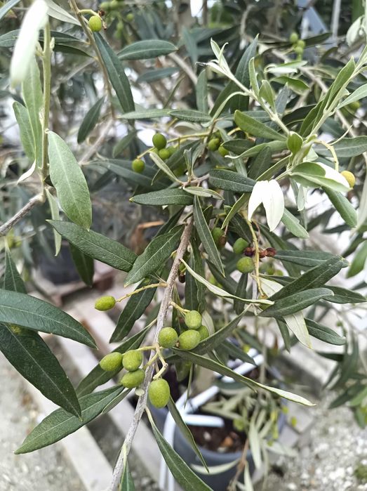 Oliwka Europejska Drzewo Oliwne Olea Europaea Cipressino dostawa !!