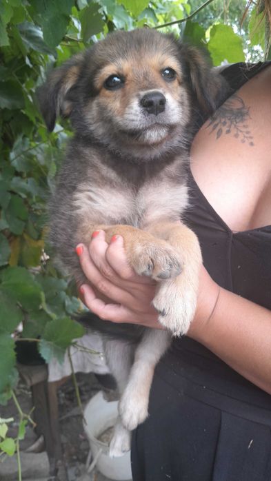 Щенята дівчята 7 шт