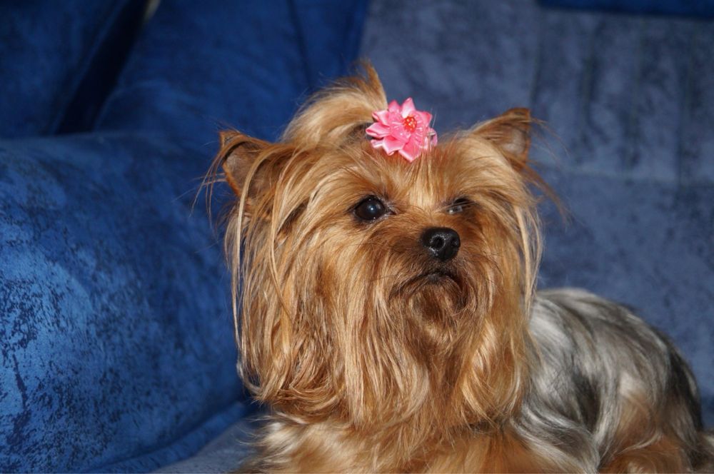 Маленька принцеса