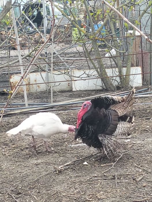 Vendo ovos de perúa caseiros