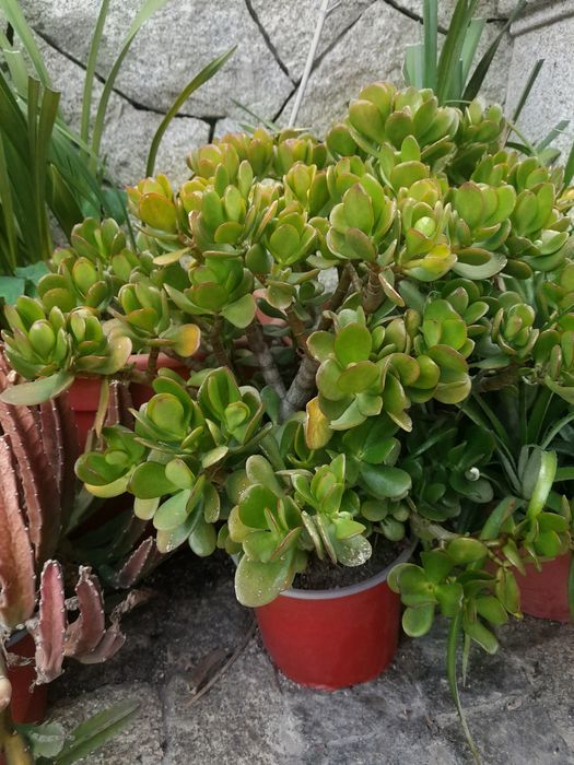 Catos e suculentas