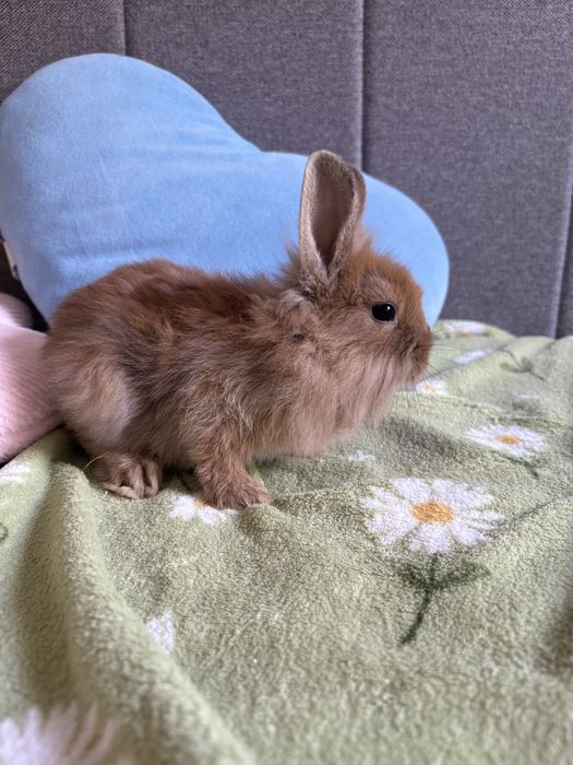 Króliczki miniaturki