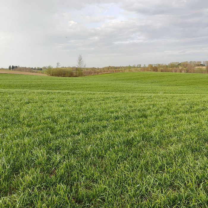 Mieszanka traw życica lucerna koniczyna trawa wysyłka